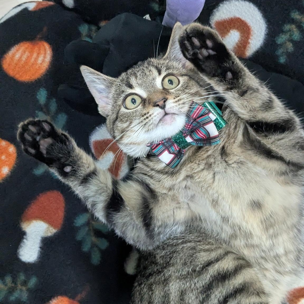 Sage, ADOPTABLE, Young Female Tabby.
