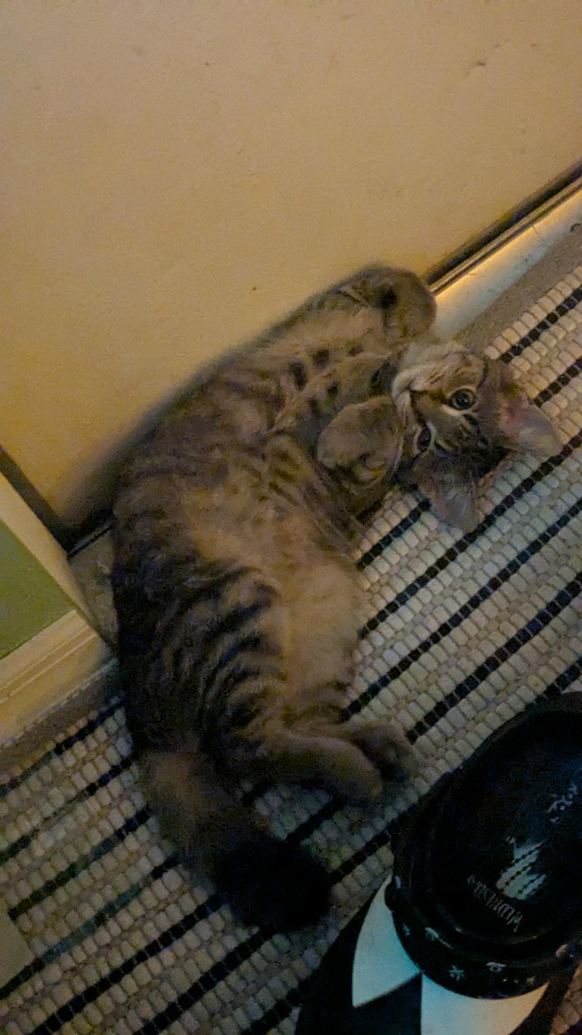 Enlarge Sage, a ADOPTABLE Tabby in Boston, MA image 6/6