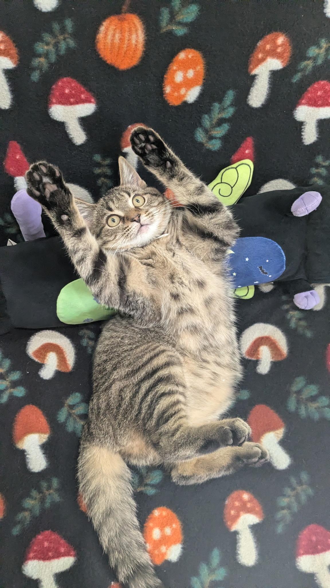 Enlarge Sage, a ADOPTABLE Tabby in Boston, MA image 3/6