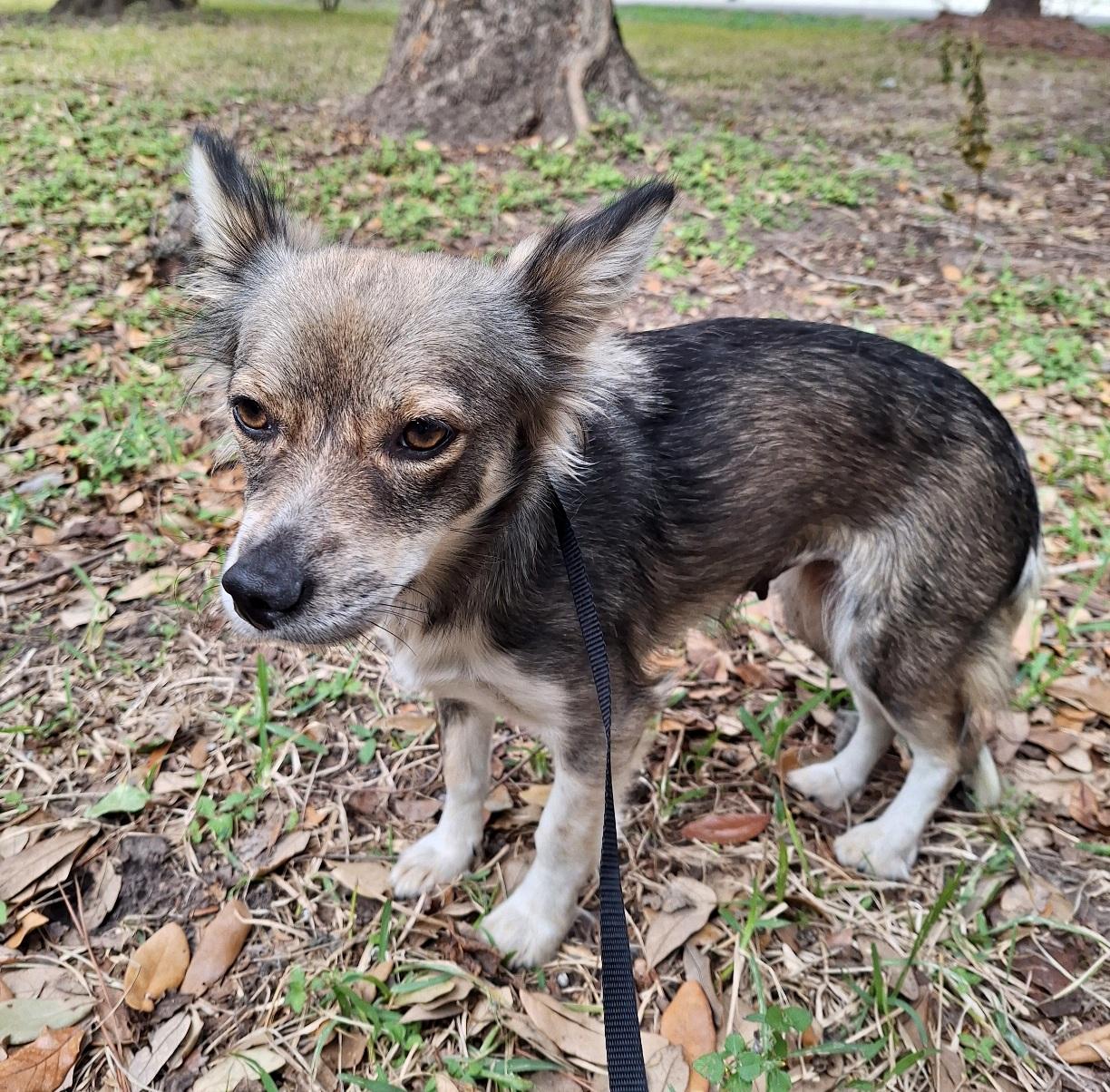 Alekono MV14225-T LOCAL Adoption Event in Marysville 2/20 and 2/21, an adopted Papillon in Marysville, WA image 3/6