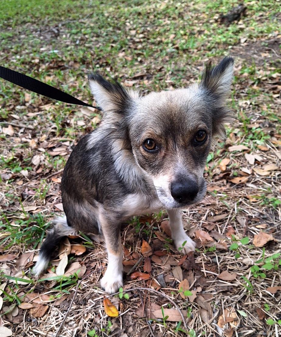Alekono MV14225-T LOCAL Adoption Event in Marysville 2/20 and 2/21, an adopted Papillon in Marysville, WA image 5/6