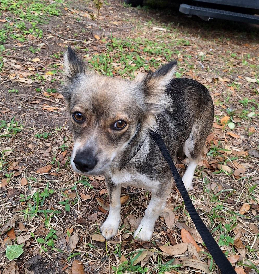 Alekono MV14225-T LOCAL Adoption Event in Marysville 2/20 and 2/21, an adopted Papillon in Marysville, WA image 2/6