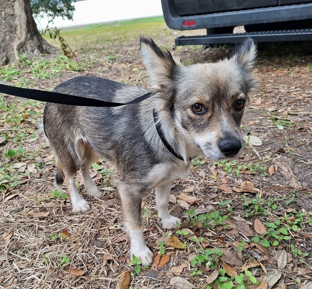 Alekono MV14225-T LOCAL Adoption Event in Marysville 2/20 and 2/21, adopted, Adult Female Papillon.