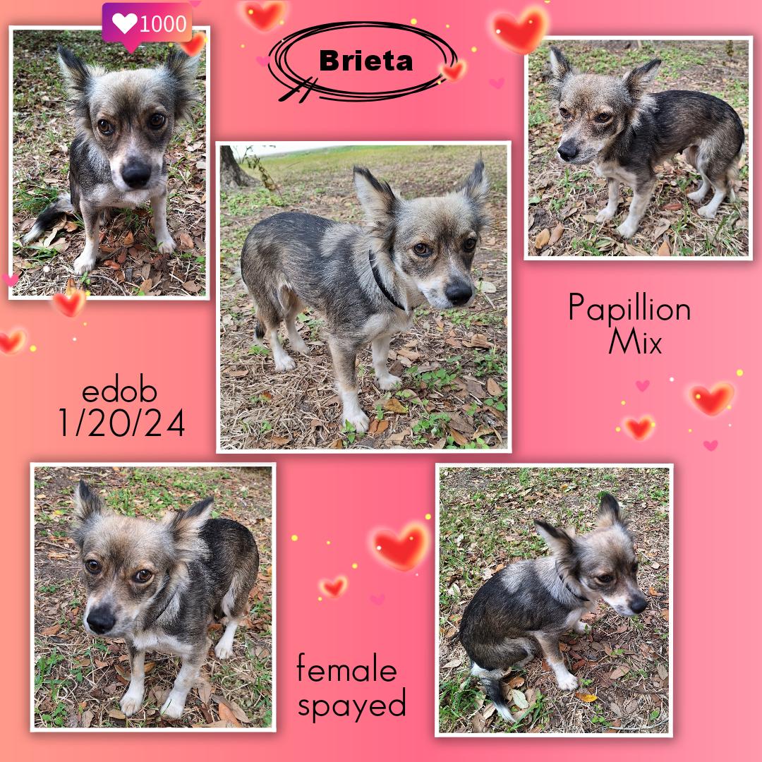 Alekono MV14225-T LOCAL Adoption Event in Marysville 2/20 and 2/21, an adopted Papillon in Marysville, WA image 6/6