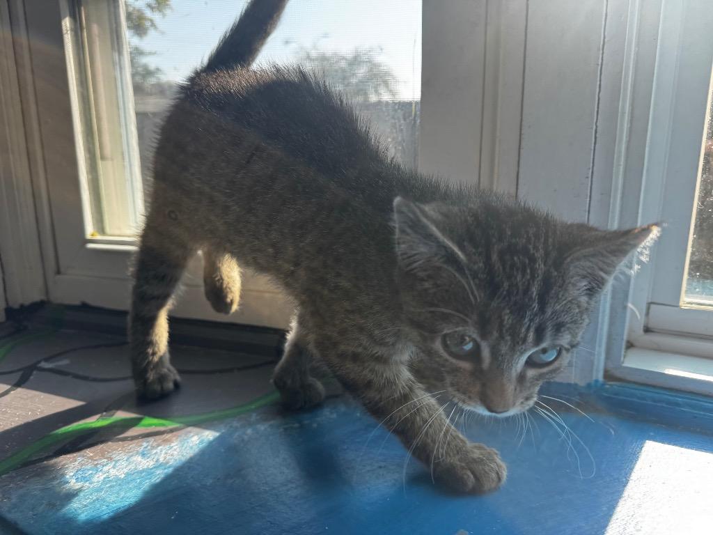 DonDon, Adopted, Kitten Male Domestic Short Hair.
