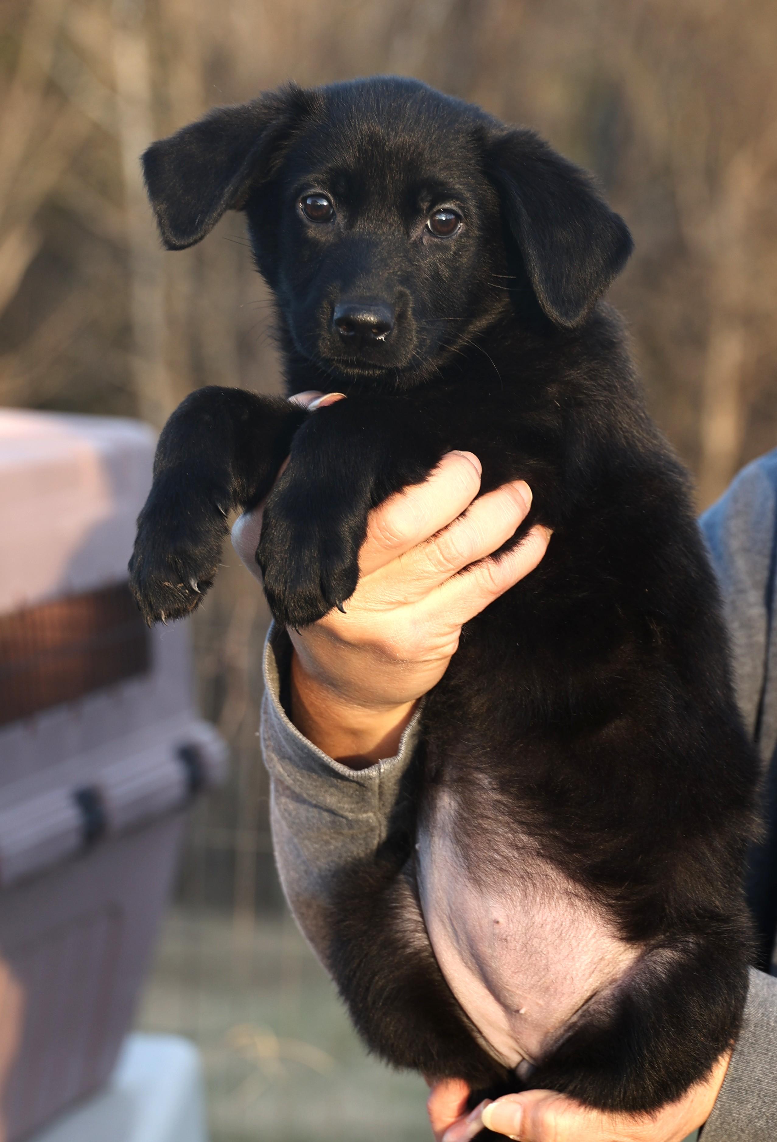 Enlarge Callie-Available! www.lhar.dog to apply! , an adoptable mixed breed in Frederick, MD image 5/6