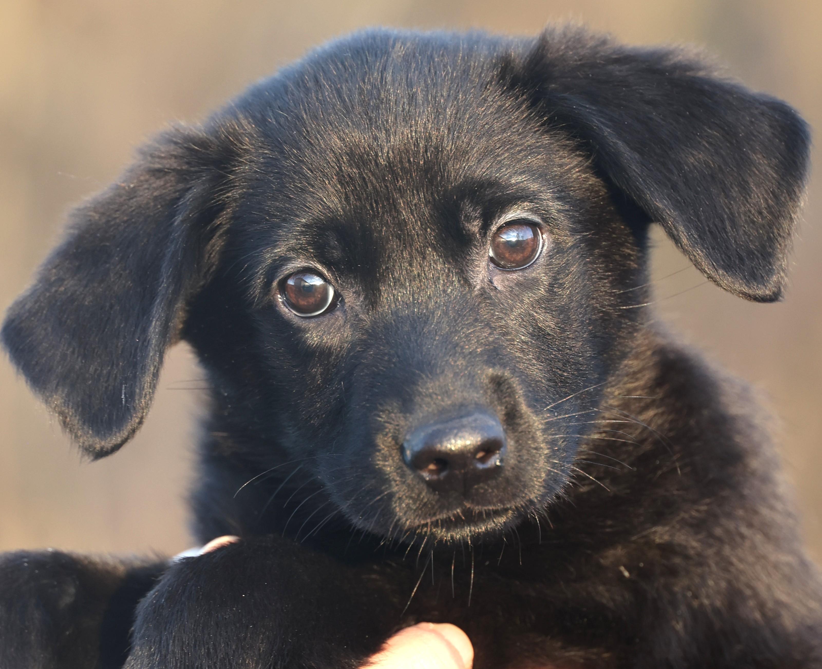 Callie-Available! www.lhar.dog to apply! , adoptable, Puppy Female Shepherd.