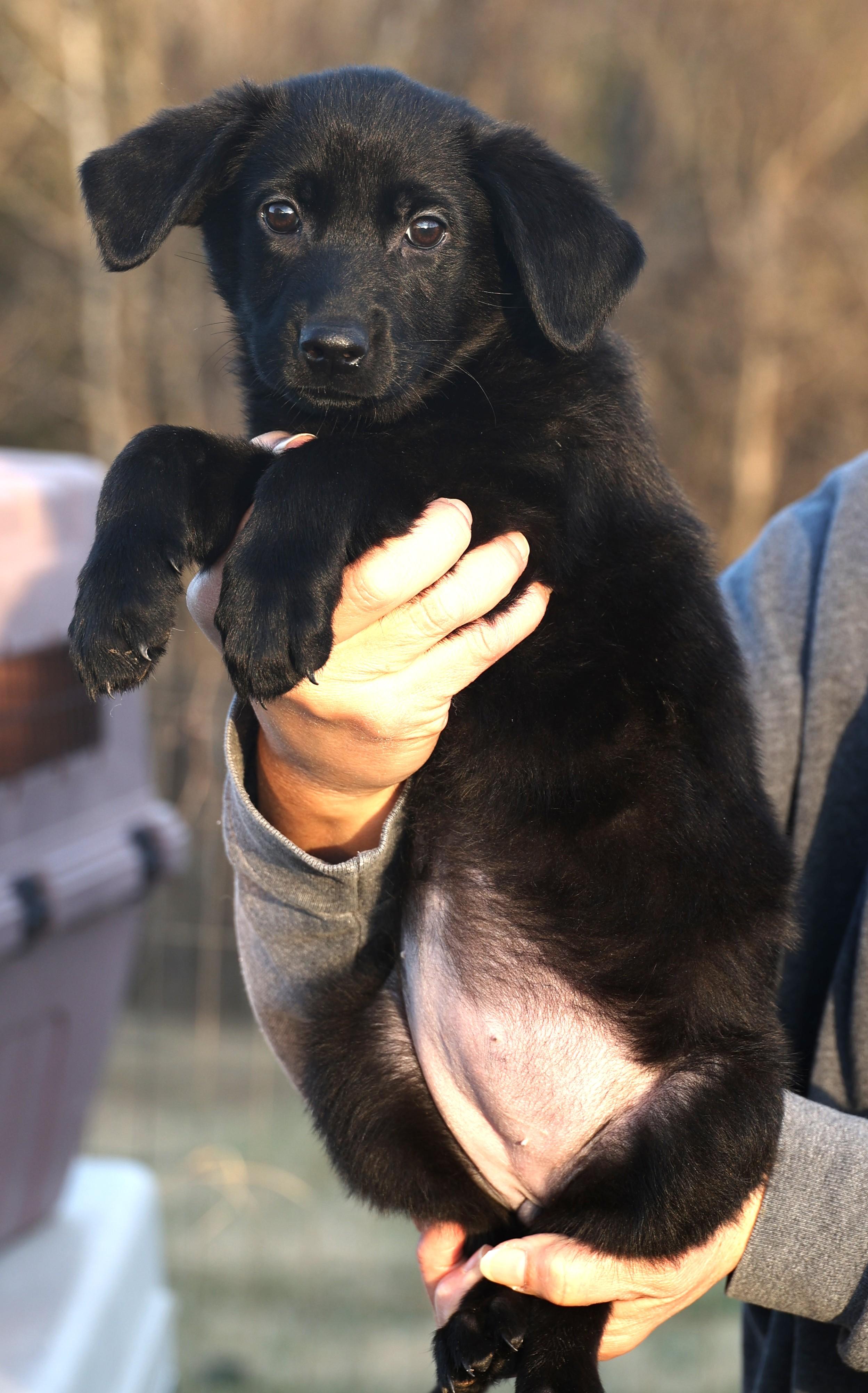 Enlarge Callie-Available! www.lhar.dog to apply! , an adoptable mixed breed in Frederick, MD image 4/6