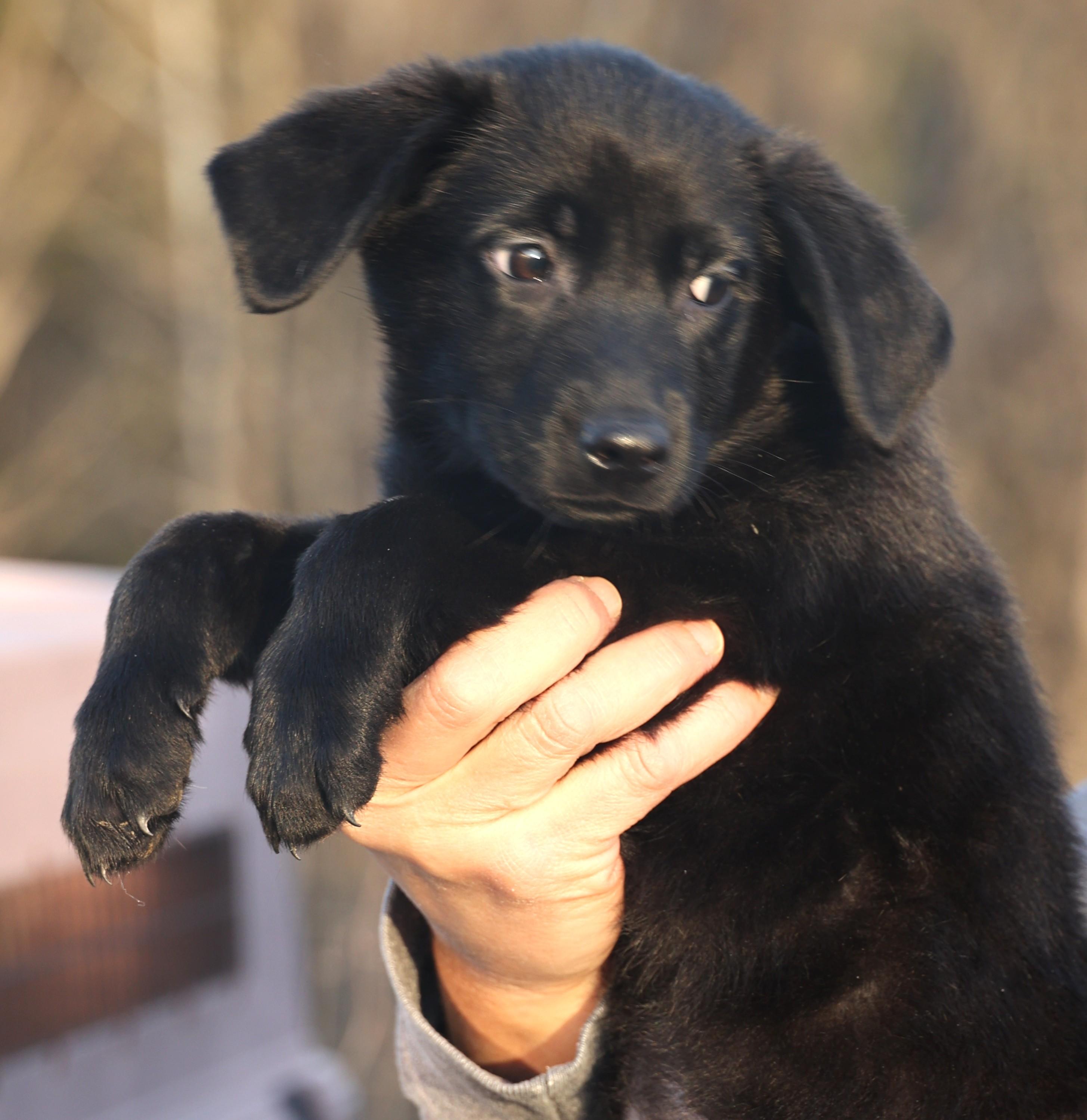 Enlarge Callie-Available! www.lhar.dog to apply! , an adoptable mixed breed in Frederick, MD image 3/6