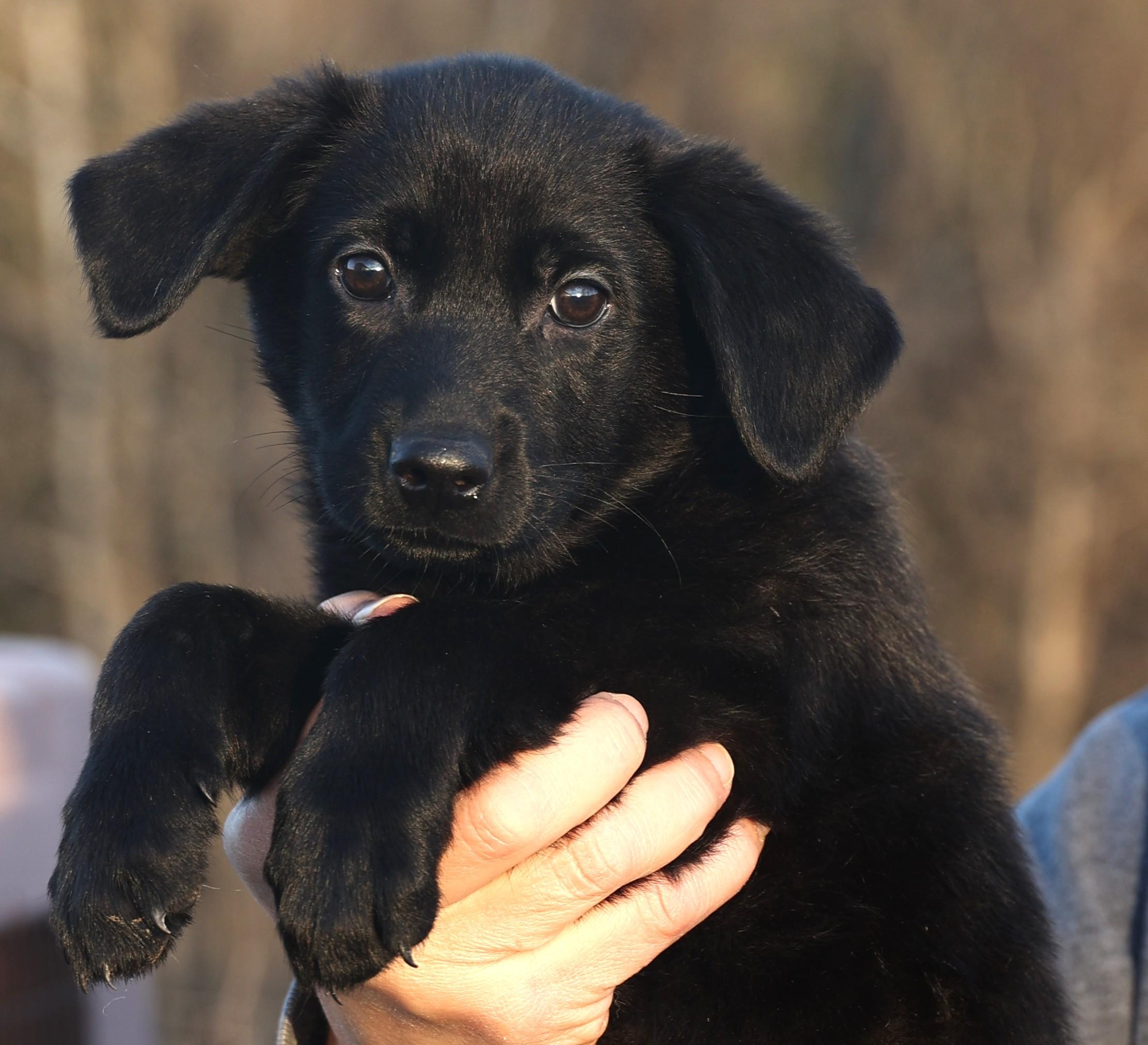 Enlarge Callie-Available! www.lhar.dog to apply! , an adoptable mixed breed in Frederick, MD image 2/6