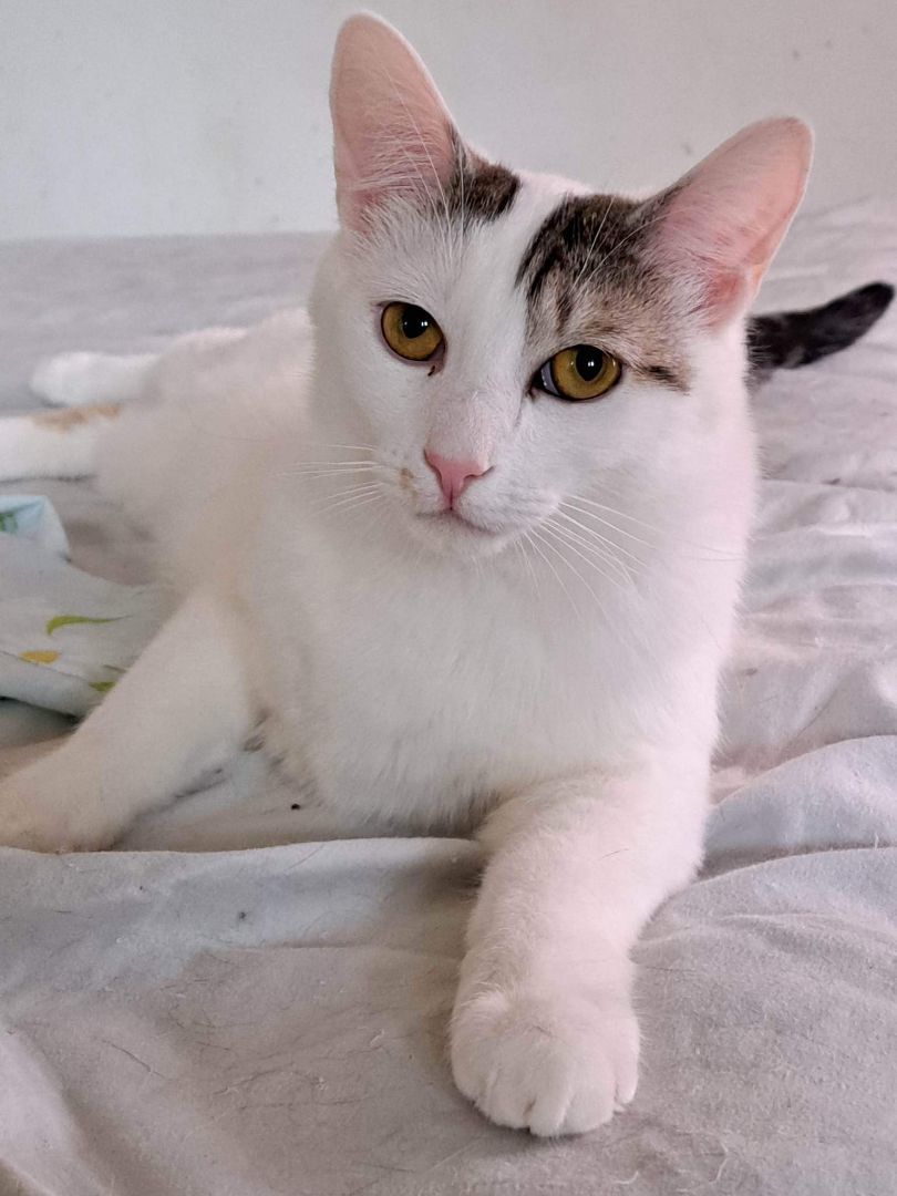 Chocolate Chip, Adoptable, Adult Male Domestic Short Hair.