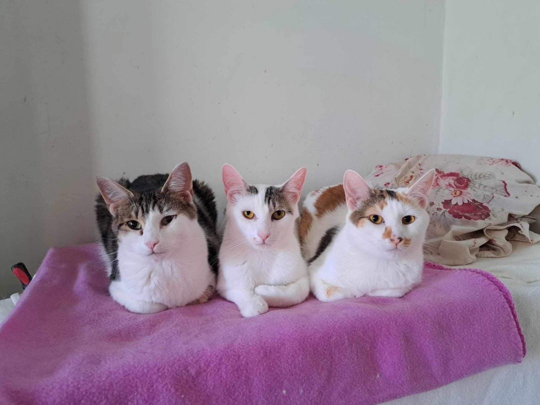 Chocolate Chip thumbnail 3