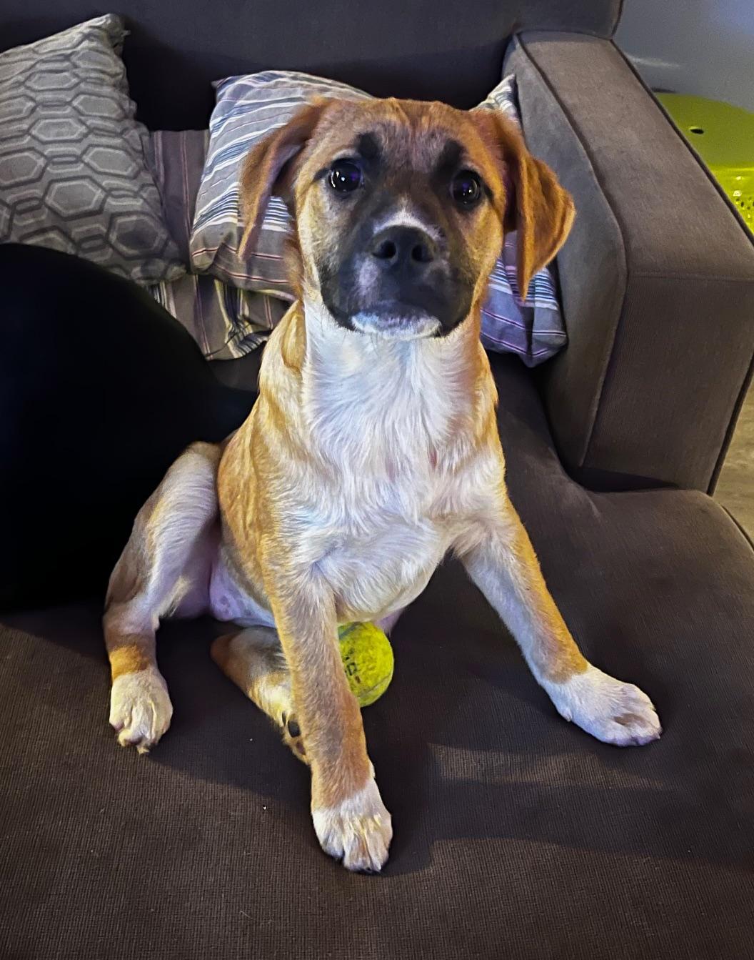 Enlarge Mira, an adopted mixed breed in Minneapolis, MN image 2/2