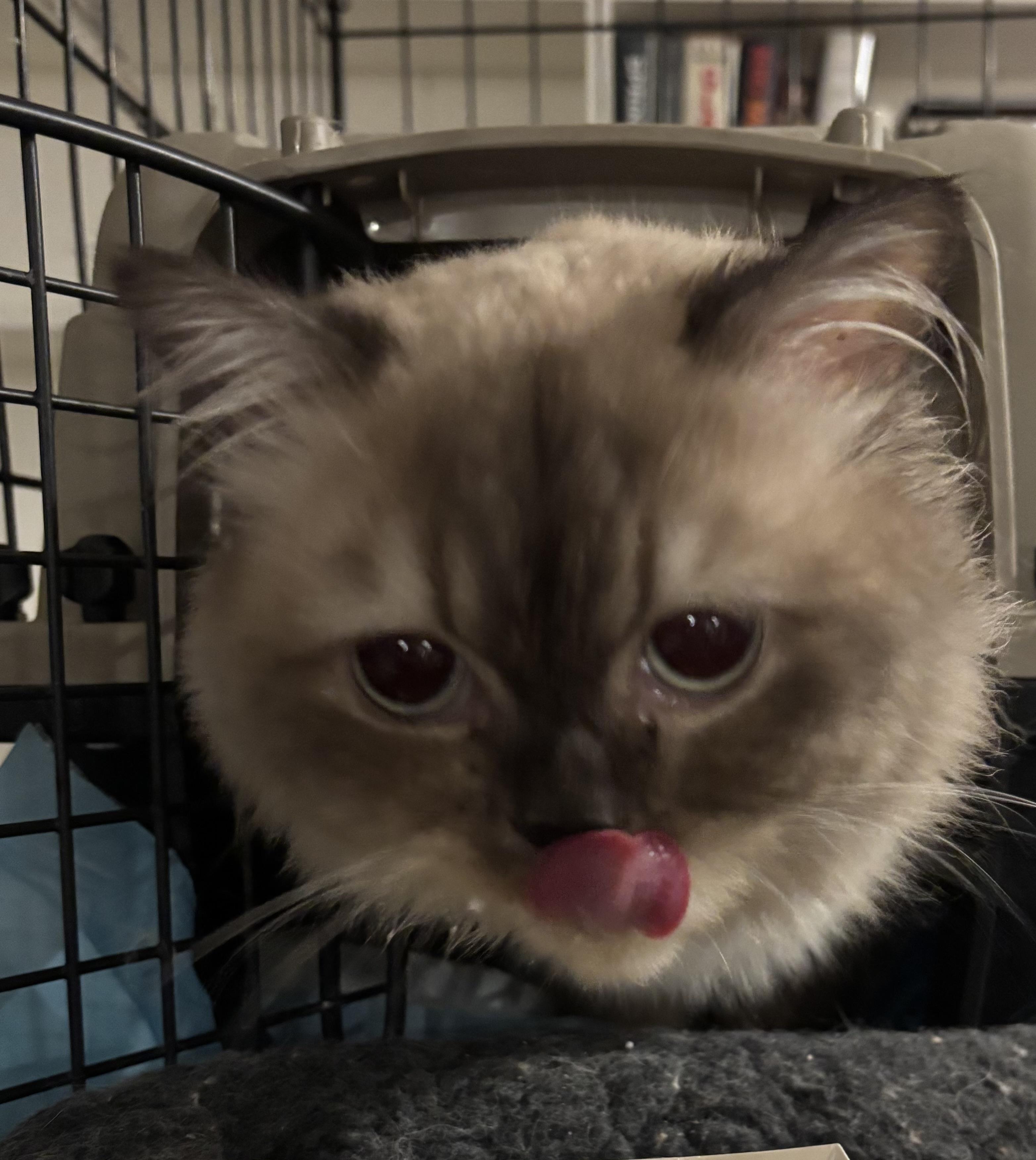 Enlarge Sedgad & Sukkar (Himalayan), a Adoptable Himalayan in Fairfax, VA image 3/4