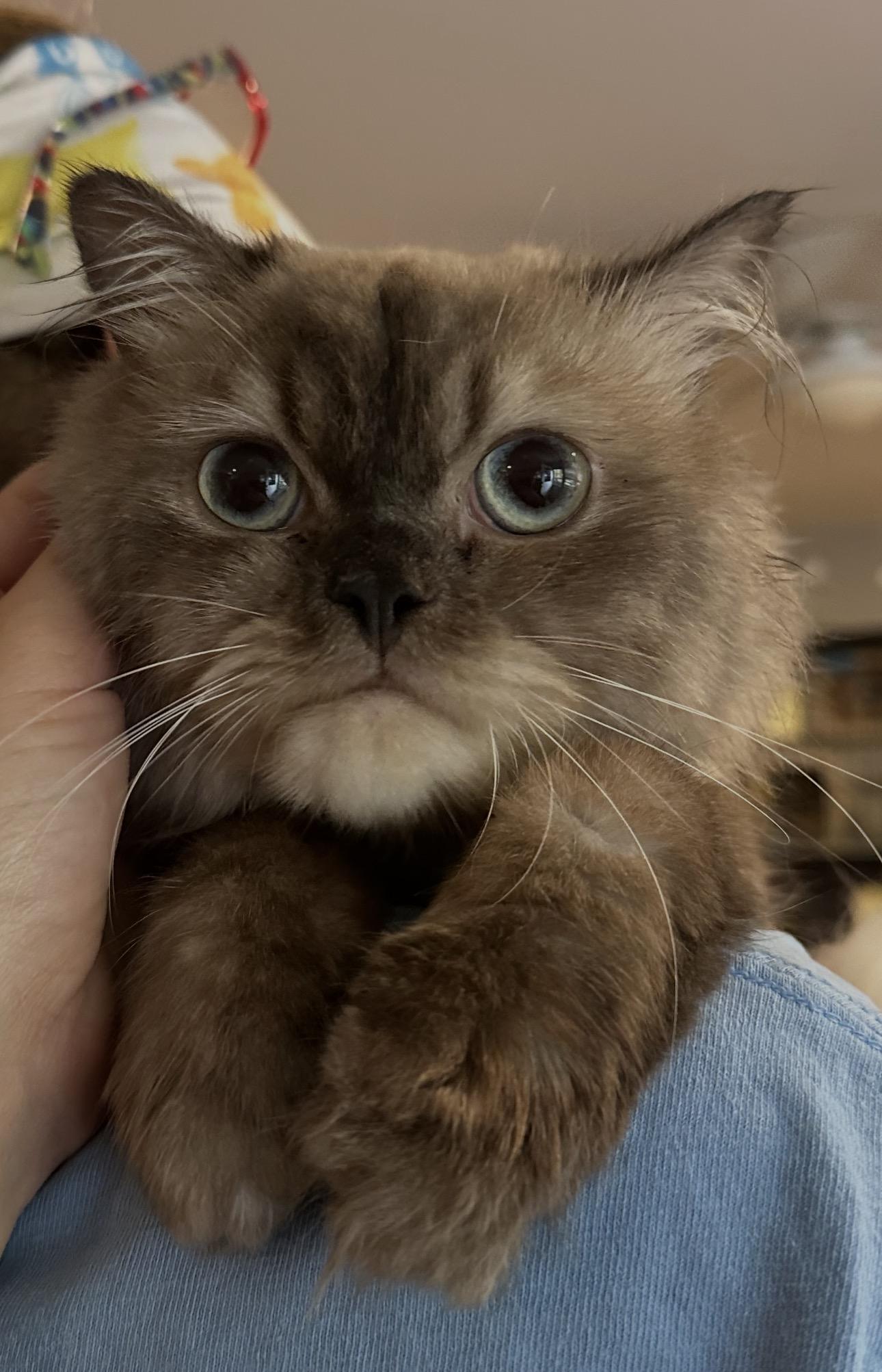 Sedgad & Sukkar (Himalayan), Adoptable, Young Male Himalayan.
