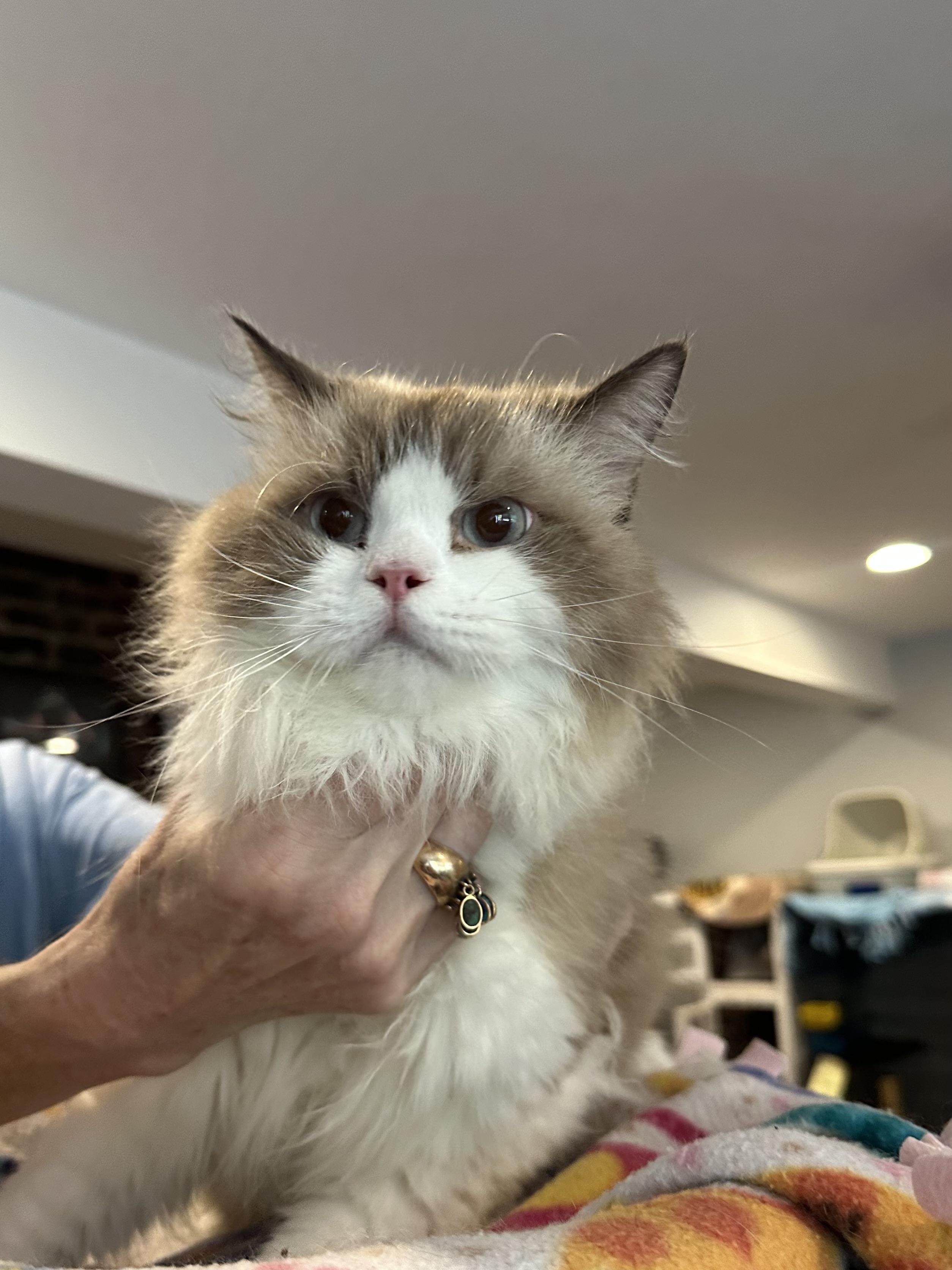 Enlarge Sedgad & Sukkar (Himalayan), a Adoptable Himalayan in Fairfax, VA image 2/4