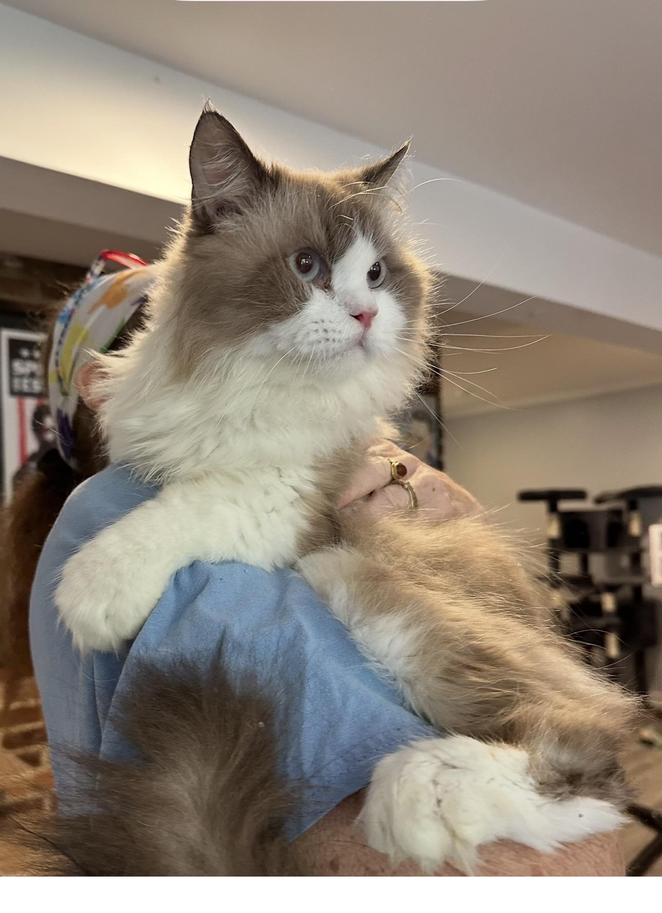 Enlarge Sedgad & Sukkar (Himalayan), a Adoptable Himalayan in Fairfax, VA image 4/4