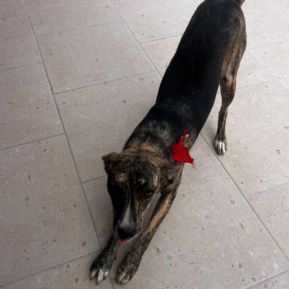 Missy Elliott, Adoptable, Adult Female Italian Greyhound & Whippet.
