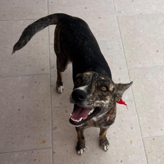 Enlarge Missy Elliott, a Adoptable mixed breed in Aldie, VA image 2/4