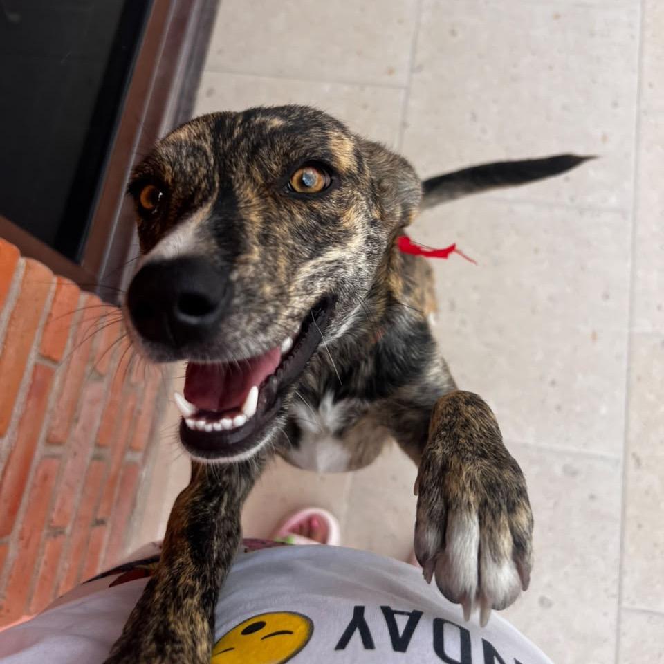 Enlarge Missy Elliott, a Adoptable mixed breed in Aldie, VA image 3/4