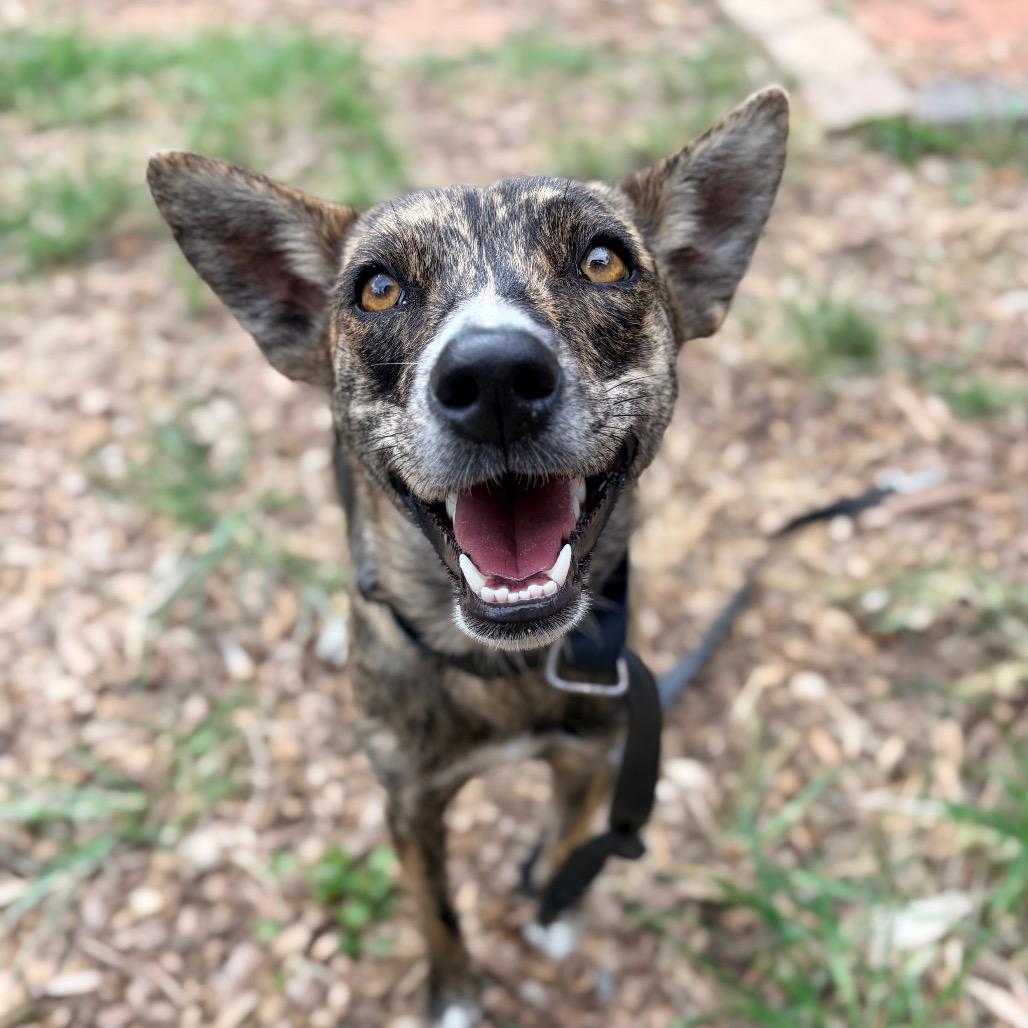 Enlarge Missy Elliott, a Adoptable mixed breed in Aldie, VA image 4/4