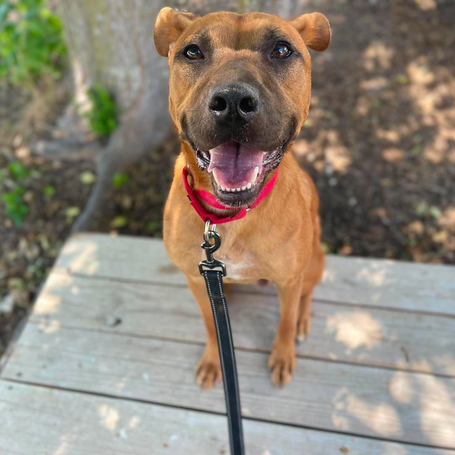 Enlarge Lucas, a Adoptable mixed breed in Buffalo, NY image 4/6