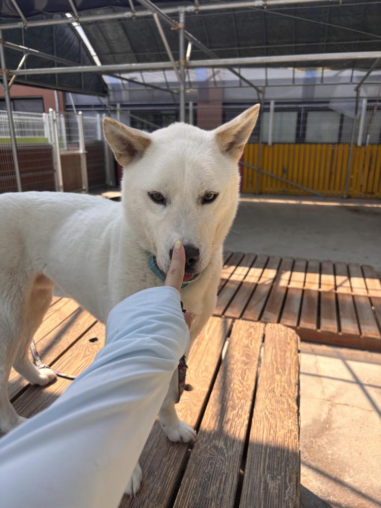 DAEBAK, Adoptable, Young Male Jindo.