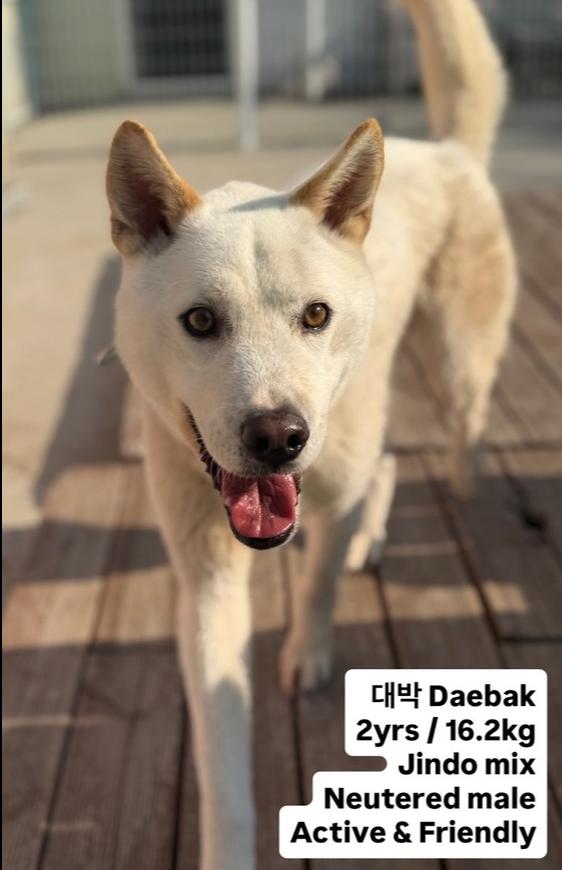 DAEBAK, a Adoptable Jindo in Long Island City, NY image 2/3