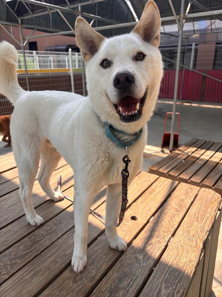 DAEBAK, a Adoptable Jindo in Long Island City, NY image 3/3