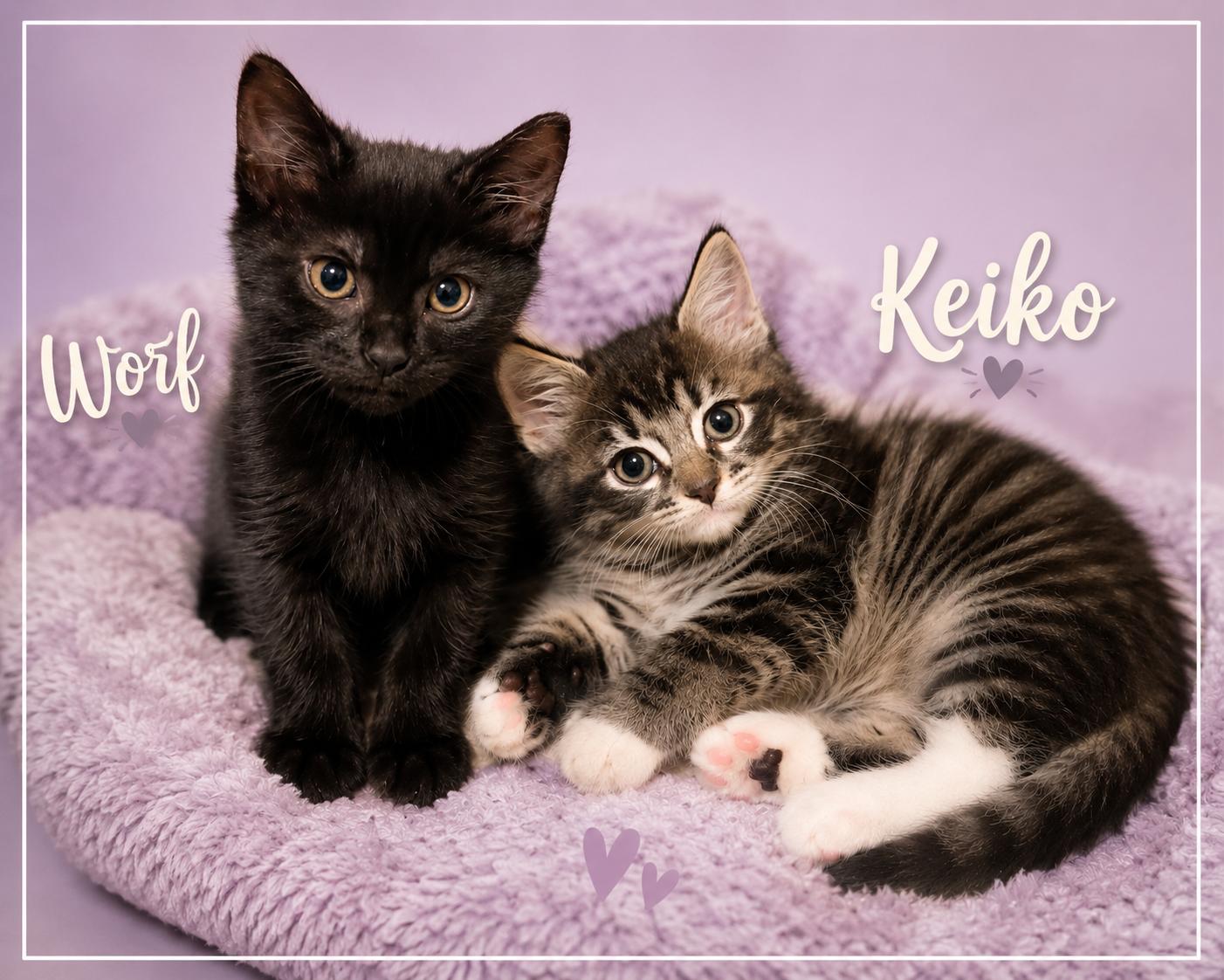 Enlarge Worf & Keiko-Better Together, a Adoptable Tabby in Laurel, MD image 1/6
