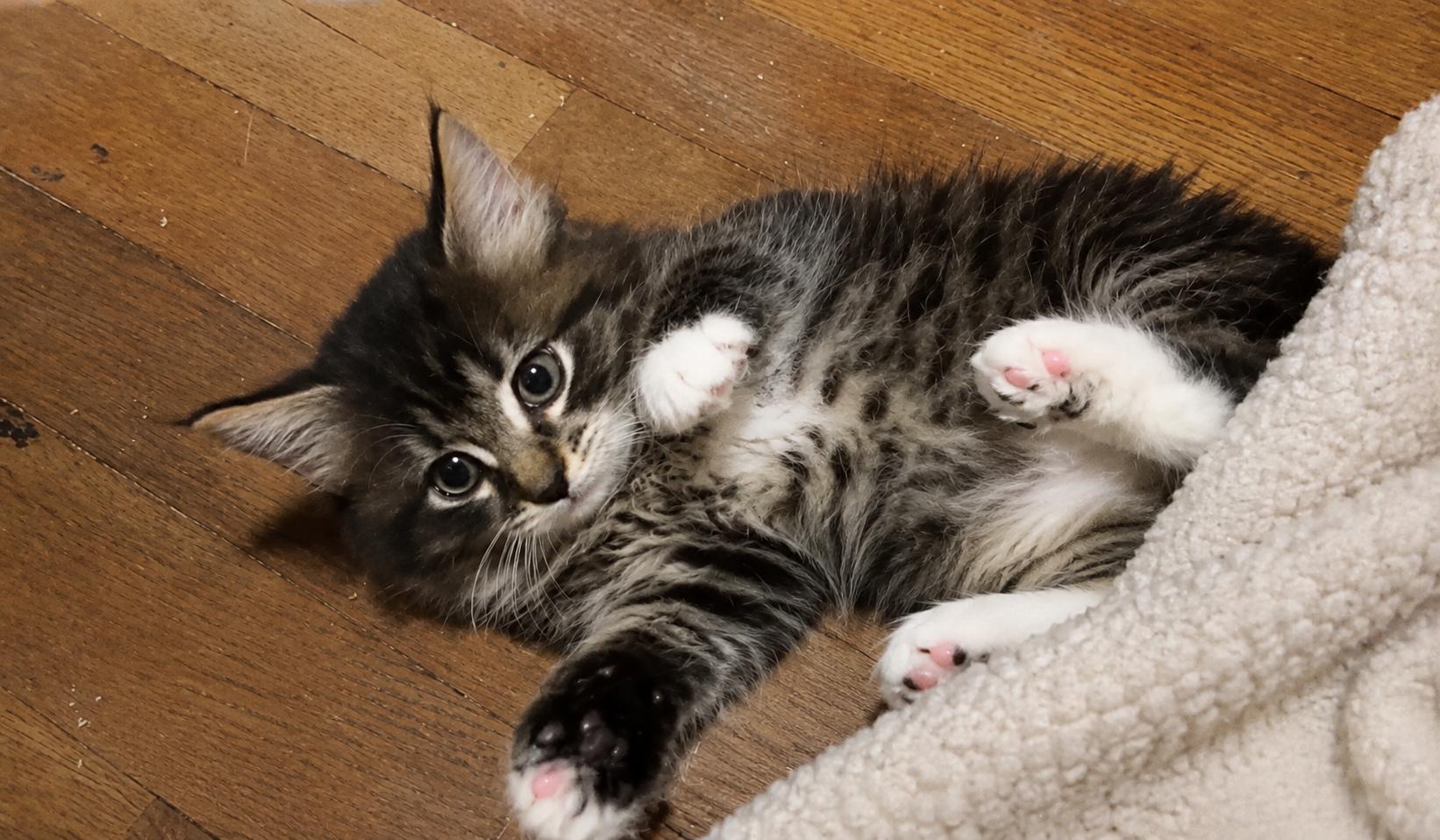 Enlarge Worf & Keiko-Better Together, a Adoptable Tabby in Laurel, MD image 4/6