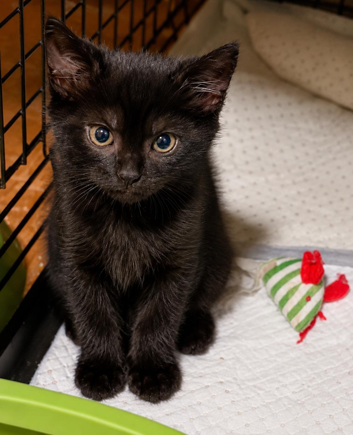 Enlarge Worf & Keiko-Better Together, a Adoptable Tabby in Laurel, MD image 5/6