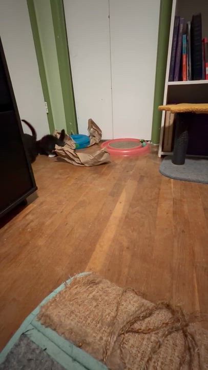 Enlarge Worf & Keiko-Better Together, a Adoptable Tabby in Laurel, MD video 6/6