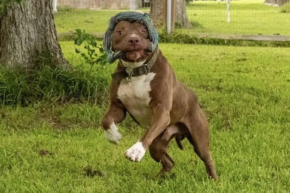 Bear — thumbnail 4