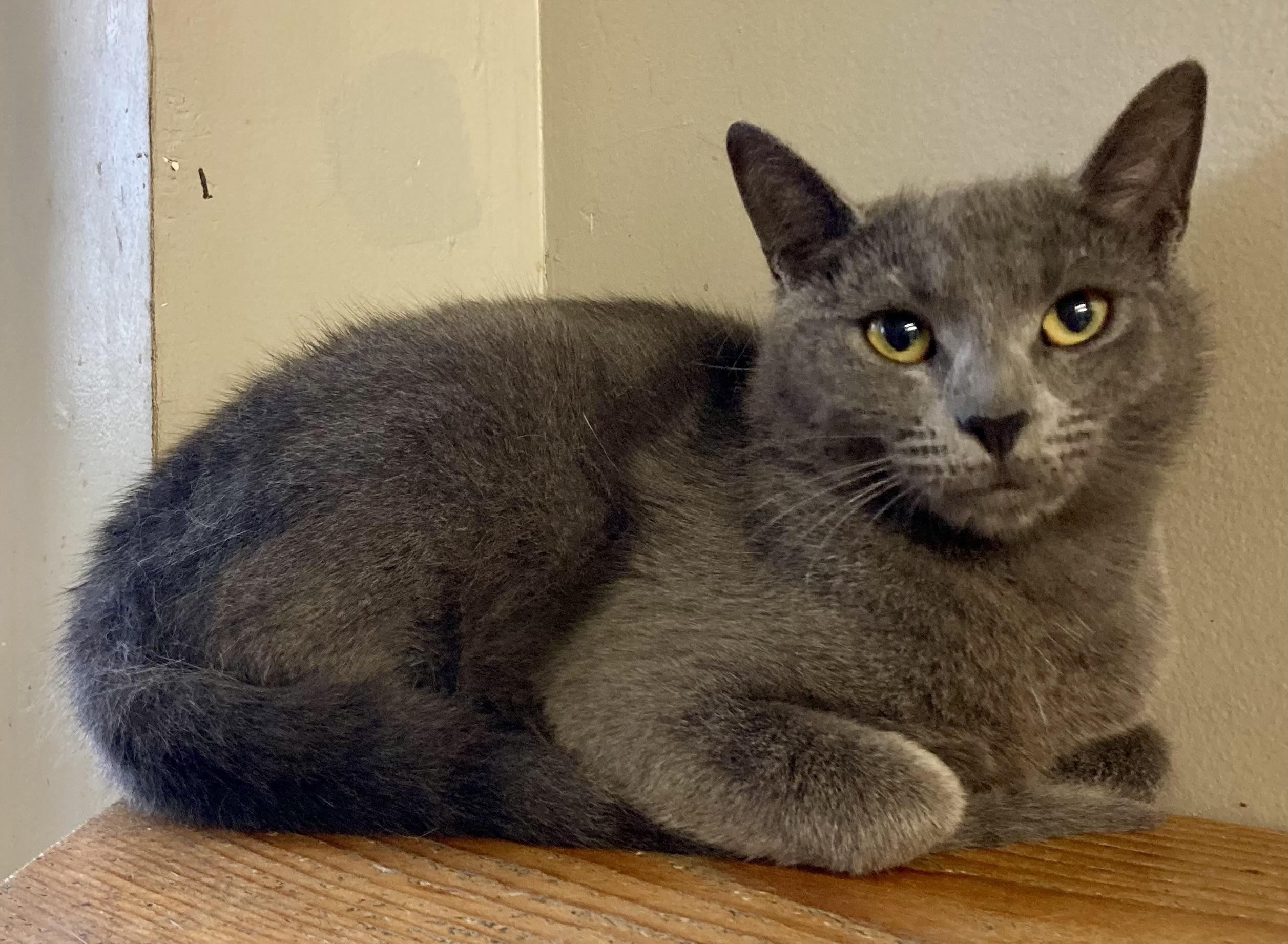 ASIA, Adoptable, Adult Female Domestic Short Hair.