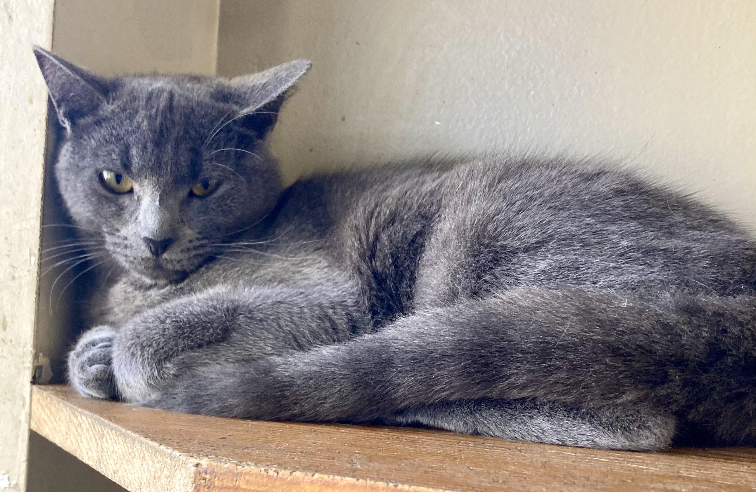 ASIA, a Adoptable Domestic Short Hair in Louisa, KY image 2/4