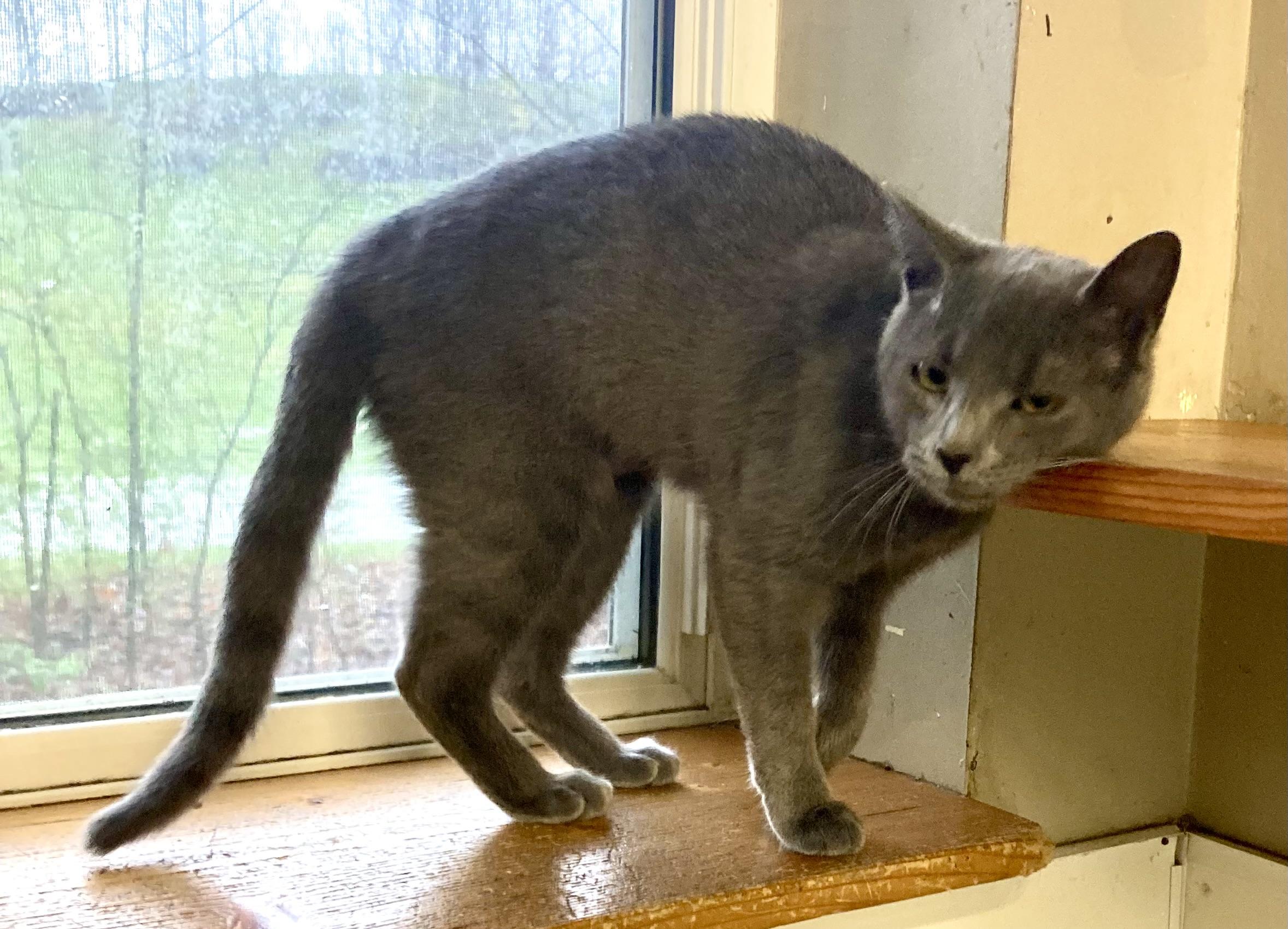 ASIA, a Adoptable Domestic Short Hair in Louisa, KY image 3/4