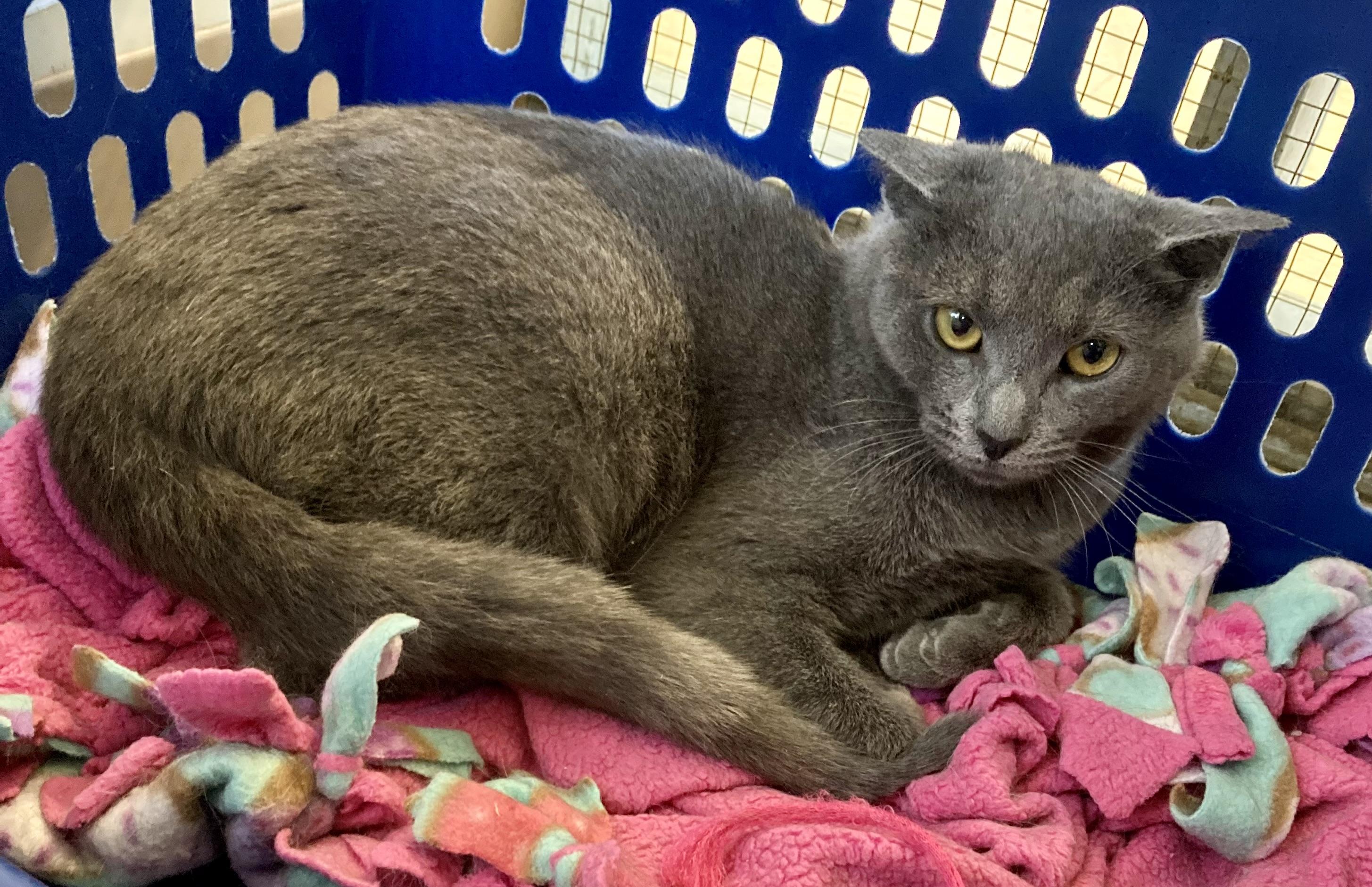 ASIA, a Adoptable Domestic Short Hair in Louisa, KY image 4/4