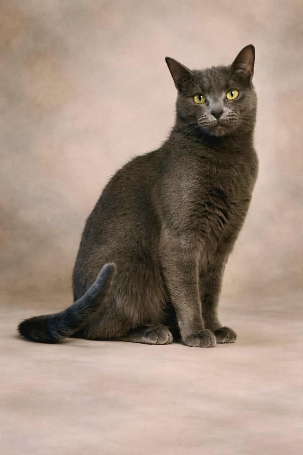 Enlarge ASIA, a Adoptable Domestic Short Hair in Louisa, KY image 4/4
