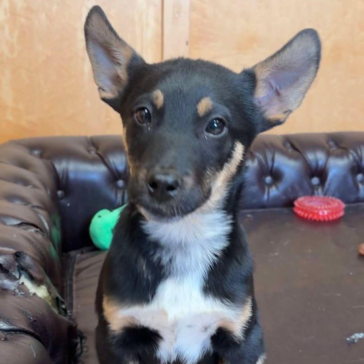 Rambo, a Adoptable mixed breed in Valparaiso, IN image 2/2