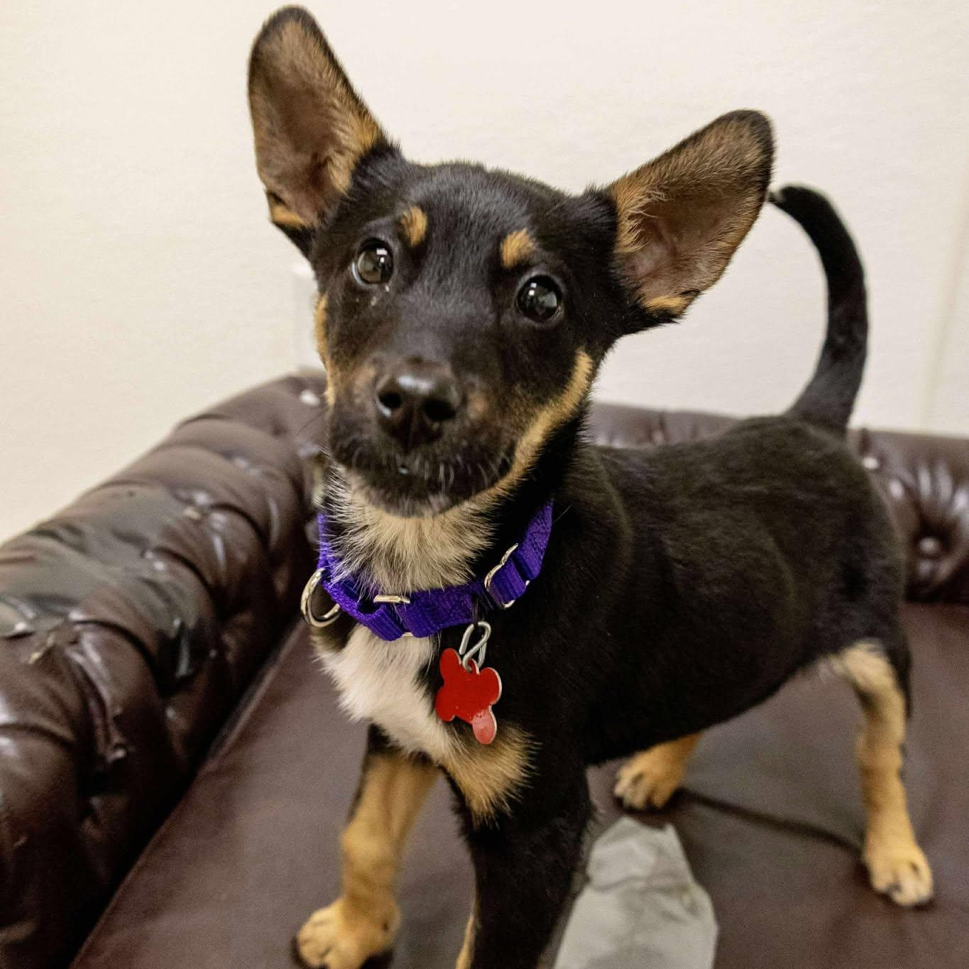 Rambo, a Adoptable mixed breed in Valparaiso, IN image 1/2