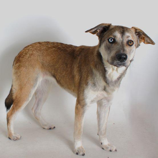 Sophia, Adoptable, Adult Female Shepherd.