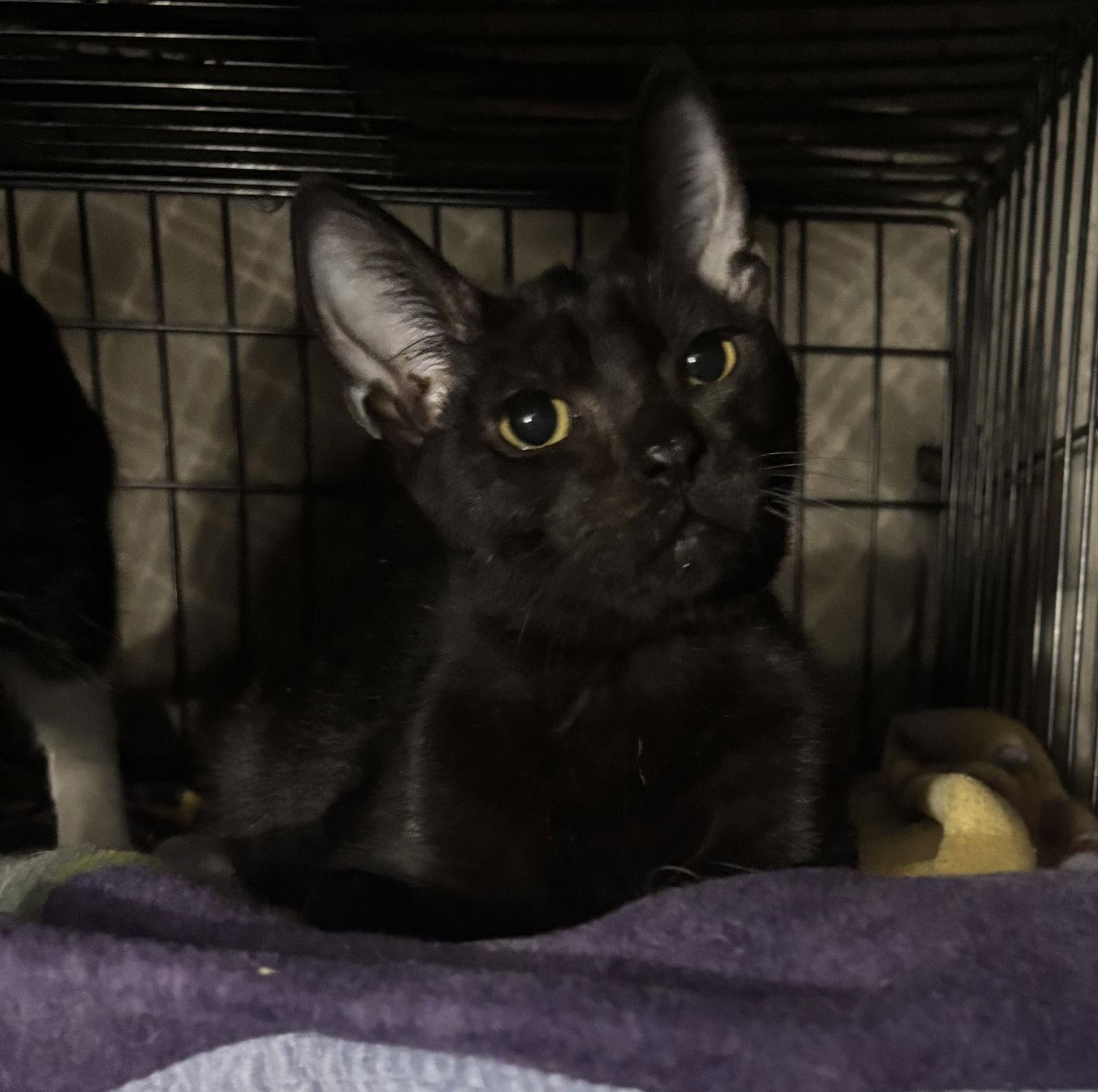 Easton, Adoptable, Young Male Domestic Short Hair.