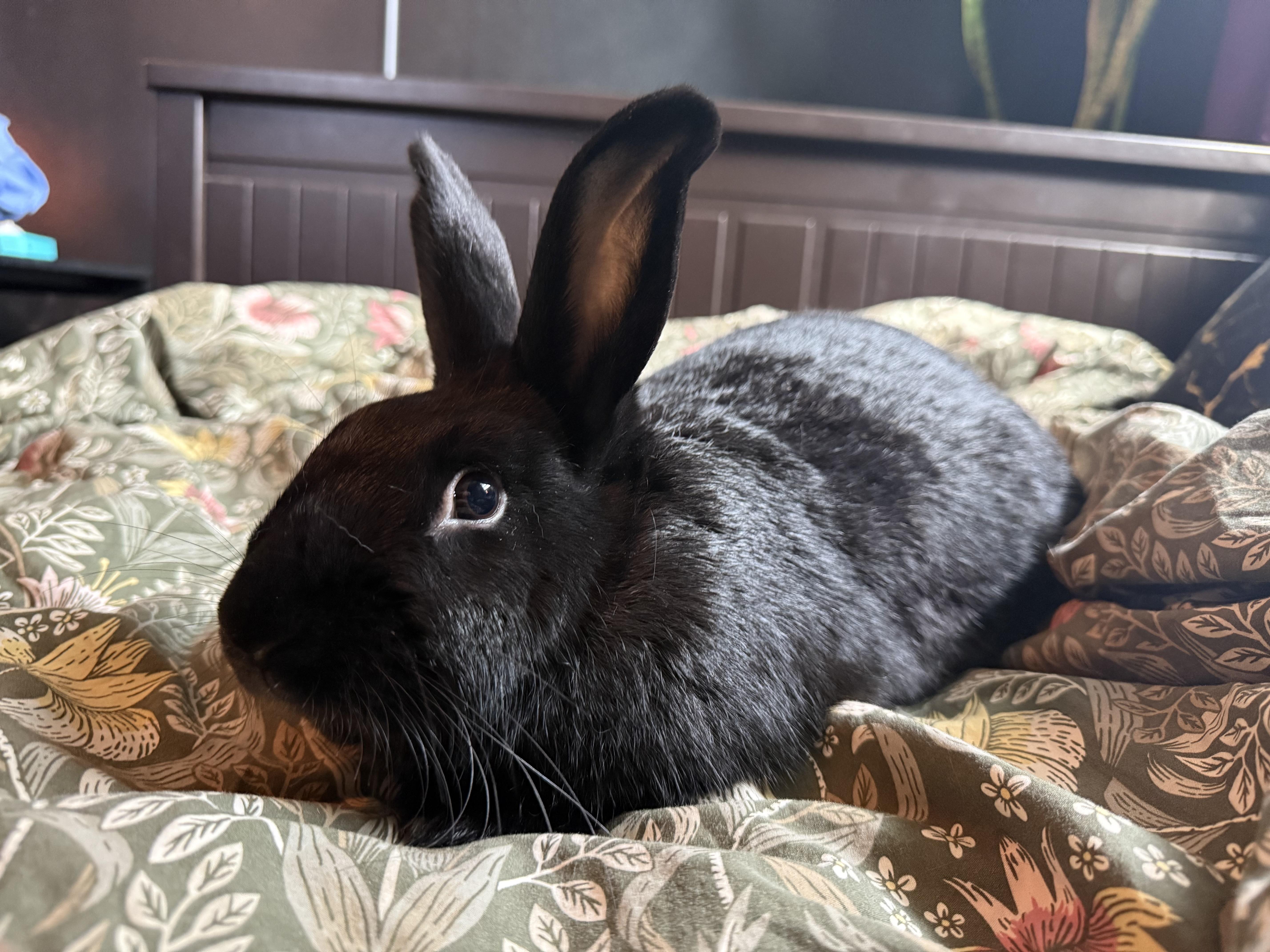 Chocolate, Adoptable, Young Male Havana.