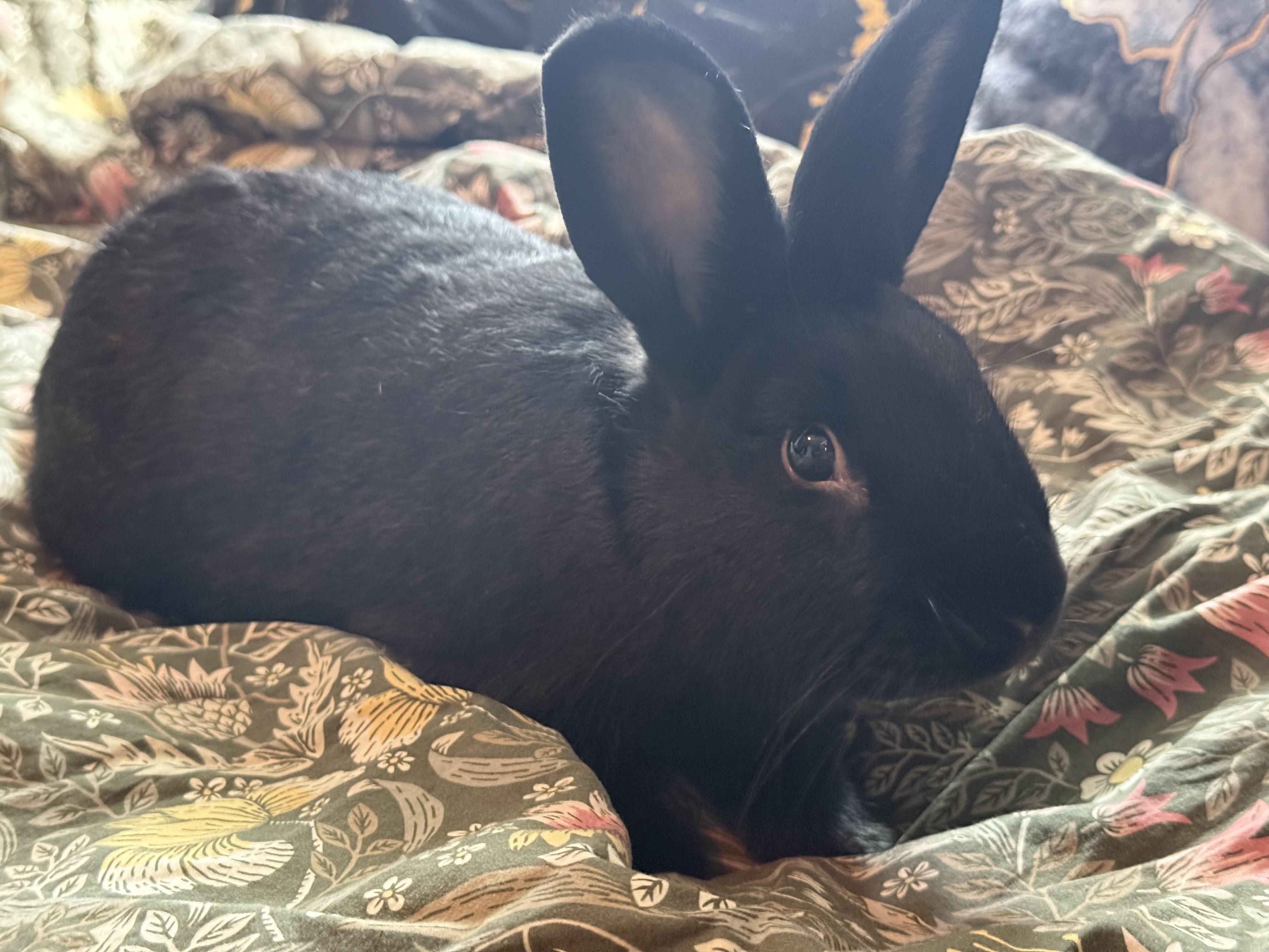 Enlarge Chocolate, a Adoptable Havana in Pittsburgh, PA image 3/5