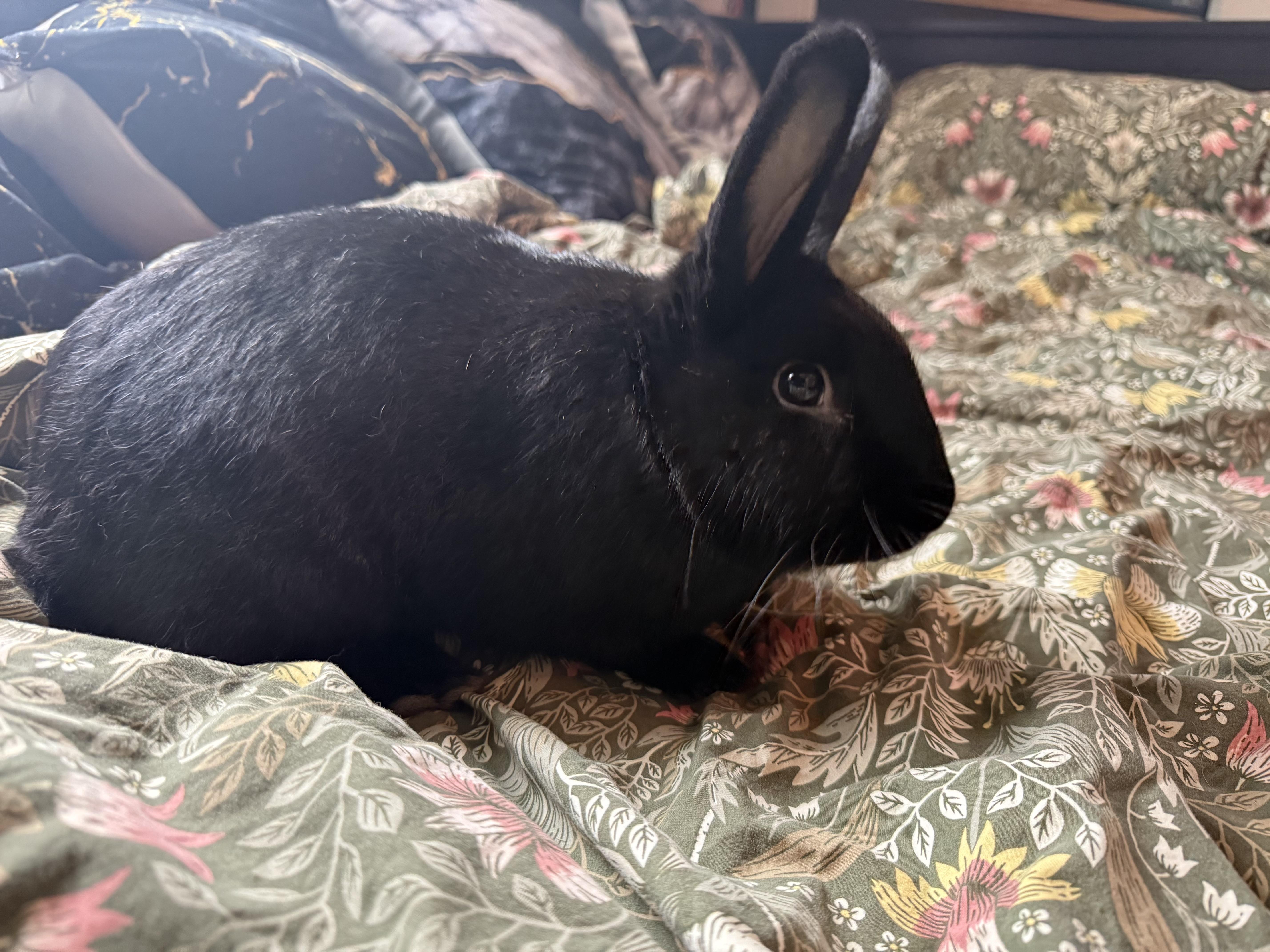 Enlarge Chocolate, a Adoptable Havana in Pittsburgh, PA image 4/5