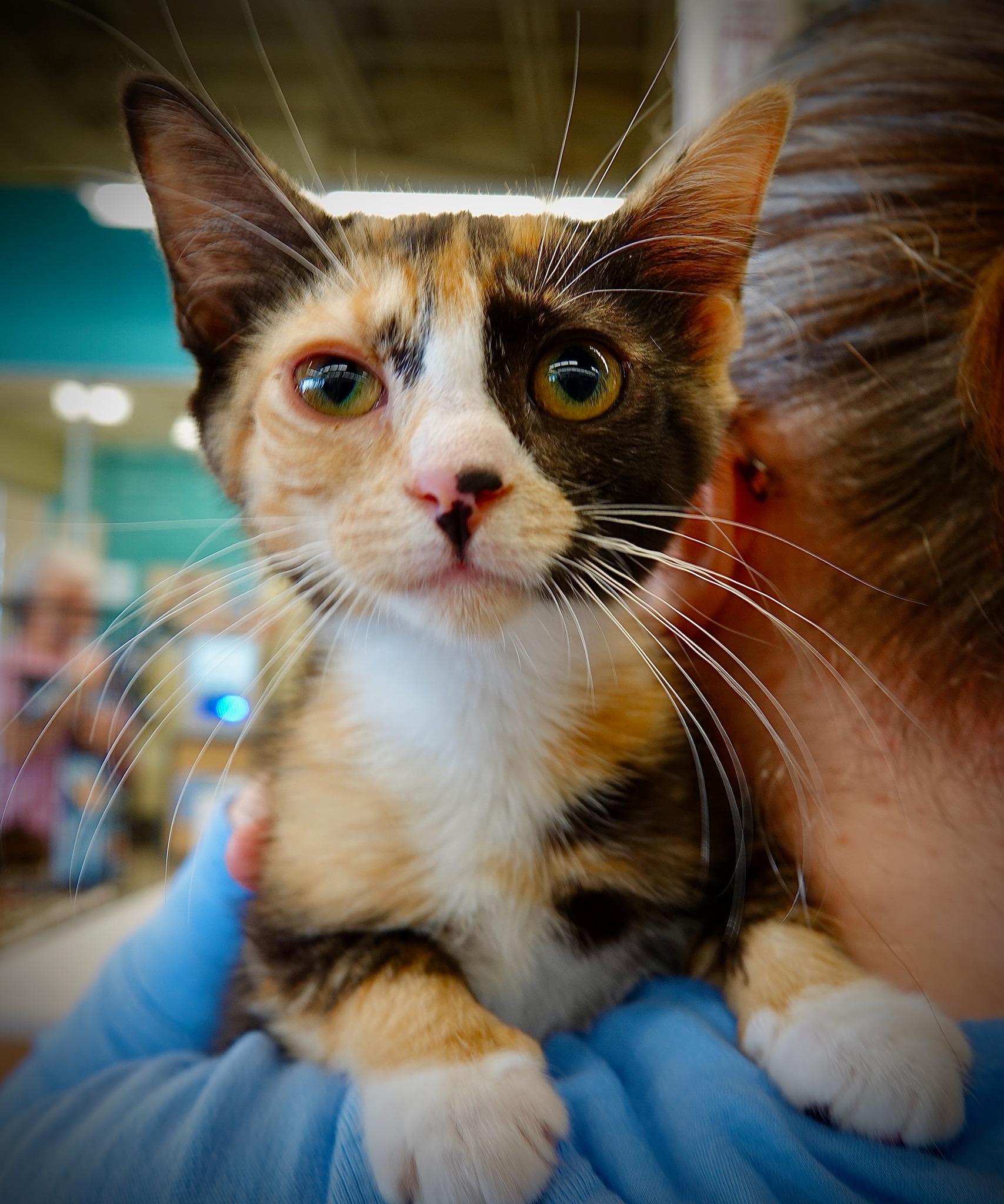 Julia, Young Female Domestic Short Hair