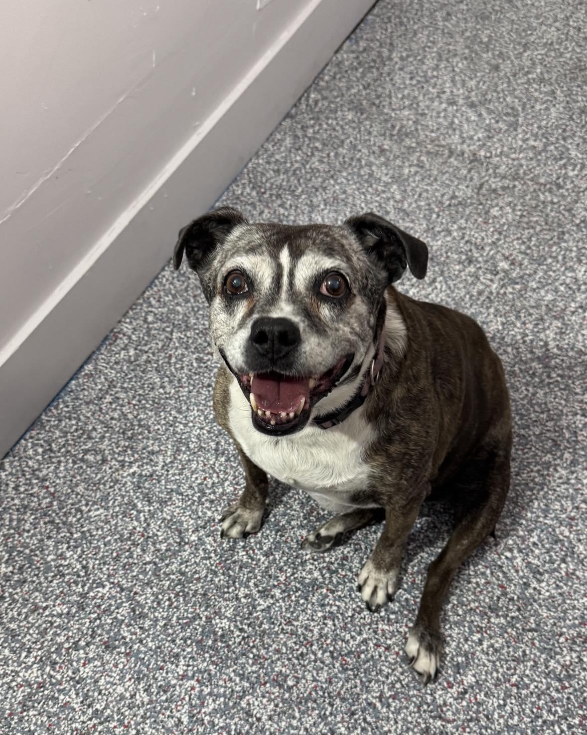 Remy, adoptable, Adult Female Boxer.