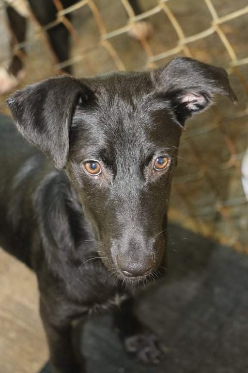 Enlarge ASHLEY OLSEN, a Adoptable mixed breed in New York, NY image 8/12