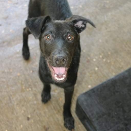 ASHLEY OLSEN, a Adoptable mixed breed in New York, NY image 1/12